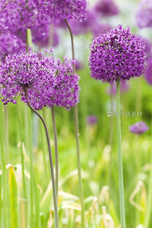 荷兰Allium 'Purple Sensation' - X